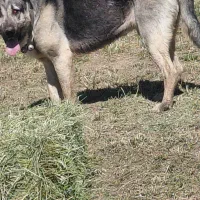 پژدر اصل توله کول کوله|سگ|دهگلان, |دیوار