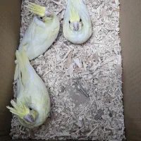 جوجه عروس هلندی