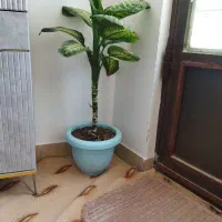 گل دیفن