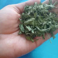 نعنا بومی درجه