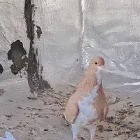 کبوتر|پرنده|شبانکاره, |دیوار