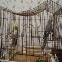 دو عدد عروس هلندی لوتینو نرو ماده و دو عددگل باقال|پرنده|رشت, کوی حسینی|دیوار