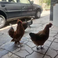 3عدد مرغ تخمگذار با 1عدد خروس