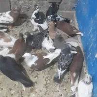کبوتر