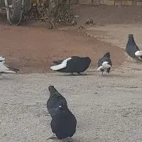 دم سفید فروشی|پرنده|ابهر, |دیوار