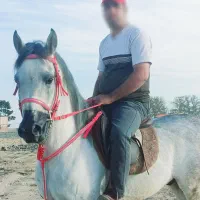 نریون عرب یک سر بسیار زیبا
