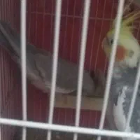 جفت عروس هلندی لوتینو و وایت|پرنده|تربت‌حیدریه, داروپخش|دیوار