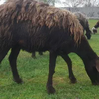 ۳راس‌ بره‌ ماده‌ شیشک‌ هترو