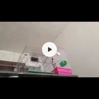 مرغ عشق رینبو اسپانگل سهره باغی