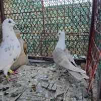 تخم کبوتر|پرنده|سبزوار, قصبه شرقی|دیوار