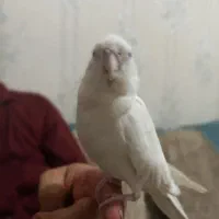 عروس هلندی رام|پرنده|تهران, شیوا|دیوار