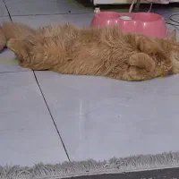 گربه