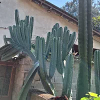 فروش کاکتوس غول پیکر پریانوس|گل و گیاه طبیعی|جویبار, |دیوار