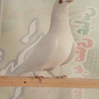 کبوتر پرشی ماده کفتر|پرنده|تهران, اتابک|دیوار