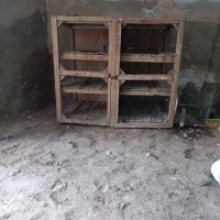 قفس کفتر|لوازم جانبی حیوانات|قم, نخودی|دیوار