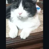 گربه گم شده پارک لاله   گربه سیاه و سفید|حیوانات|تهران, بلوار کشاورز|دیوار