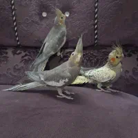 فروش عروس هلندی|پرنده|بابل, |دیوار