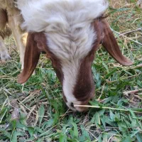 قوچ یاشک ورن سنجابی|حیوانات مزرعه|سرپل ذهاب, |دیوار