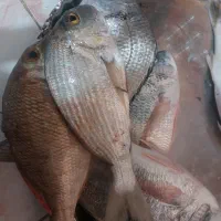 ارسال ماهی به صورت خرد فروشی از بندر نخل تقی