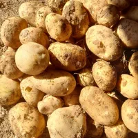 سیب زمینی جعلی خوراکی