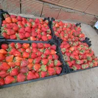 نشاء توت فرنگی|خدمات باغبانی و درختکاری|ارومیه, |دیوار