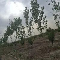 299متر شاهنامه18