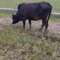 ۵راس گاو حامله|حیوانات مزرعه|رشت, گیل|دیوار