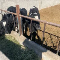 گوساله نر|حیوانات مزرعه|قیامدشت - خاورشهر, |دیوار