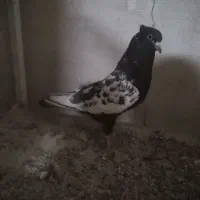 نرو ماده دم سفید نر سرور ماده سیاه|پرنده|اصفهان, شفق|دیوار