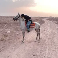 اسب مادیون ۴ساله