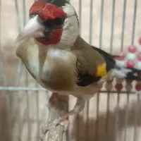 سهره دورگ سرسیاه خوش نقش