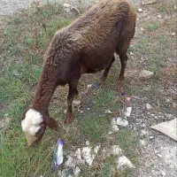 دو راس گوسفند