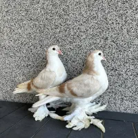 جوجه لاهور