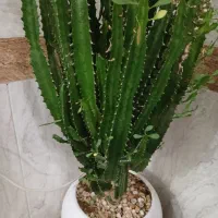 گل زیبا|گل و گیاه طبیعی|بانه, |دیوار