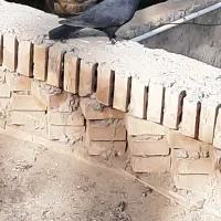 کبوتر ماده