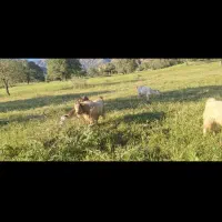 کهره نر|حیوانات مزرعه|یاسوج, |دیوار