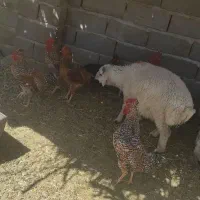 جوجه خروس محلی