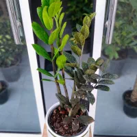 رُخ|گل مصنوعی|تربتحیدریه, بی بی حسنیه|دیوار