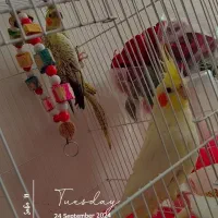 ۳عدد عروس هلندی بالغ ‌‌با سلامتی کامل  ‌|پرنده|عجب شیر, |دیوار