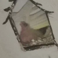 عروس هلندی سوپر مولد تضمینی کوتوله همراه با جوجه|پرنده|اصفهان, باتون|دیوار