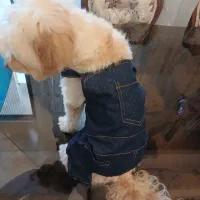 لباس پیشبندی جین