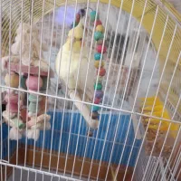 یک جفت عروس هلندی بامزه نر و ماده