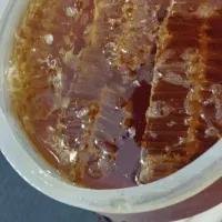 عسل ارگانیک