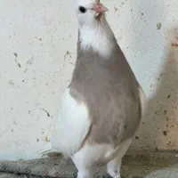 چند عدد جوجه طوقی خوب اجری و سرکه ای|پرنده|خورموج, |دیوار