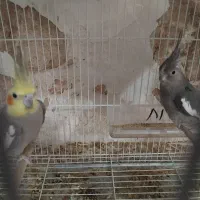 جفت عروس هلندی مولد