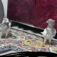 یک جفت کفتر کله سرخ|پرنده|بم, |دیوار