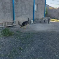 واگزاری سگ دورگه زرنگ وپرخون زیبا