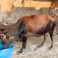 گاو ماده ونر