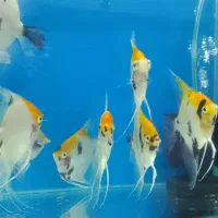 ماهی کالر ویدو گوپی آنجل گلد فیش دیسکس|ماهی|تهران, تهرانپارس شرقی|دیوار