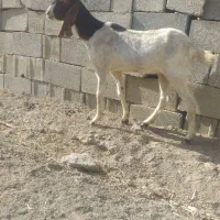 بز داشت|حیوانات مزرعه|دورود, |دیوار